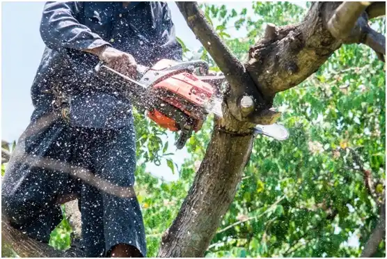 tree services Beckley